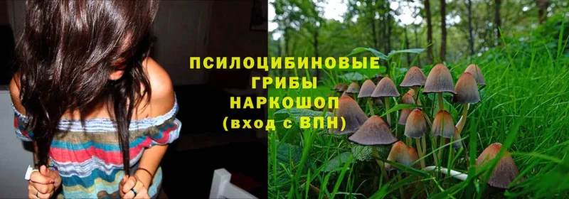 как найти наркотики  Игарка  Псилоцибиновые грибы MAGIC MUSHROOMS 